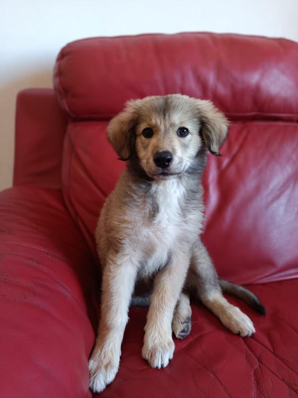 Cucciola mis pastore 2 mesi Foto 2
